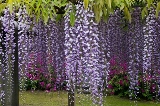 地福寺の紫藤