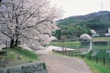 前山公園の桜