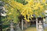 天神神社の銀杏