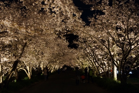 H27夜桜-1.jpg