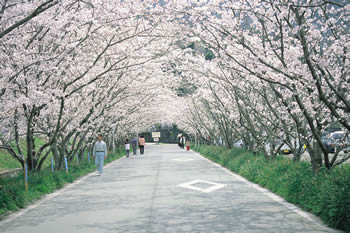 桜並木通りの桜 石井町