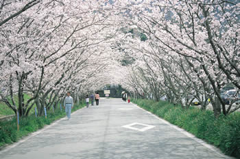 農大の桜