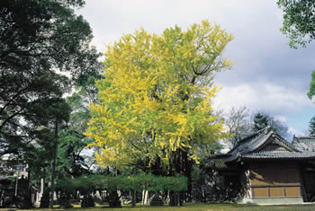 天神のイチョウの画像